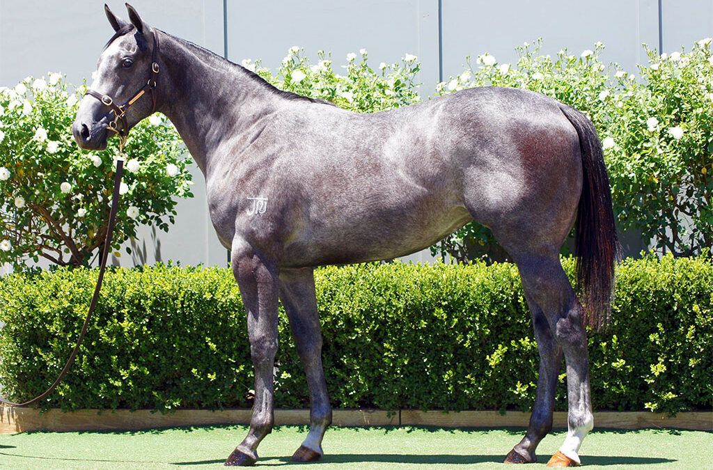 Lot 582: D’Argento x More Stories filly