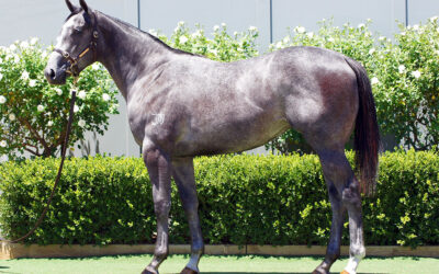 Magic Millions Cheer After Placid Pearl Wins For D’Argento