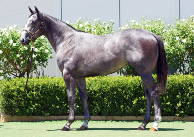 Lot 582: D’Argento x More Stories filly