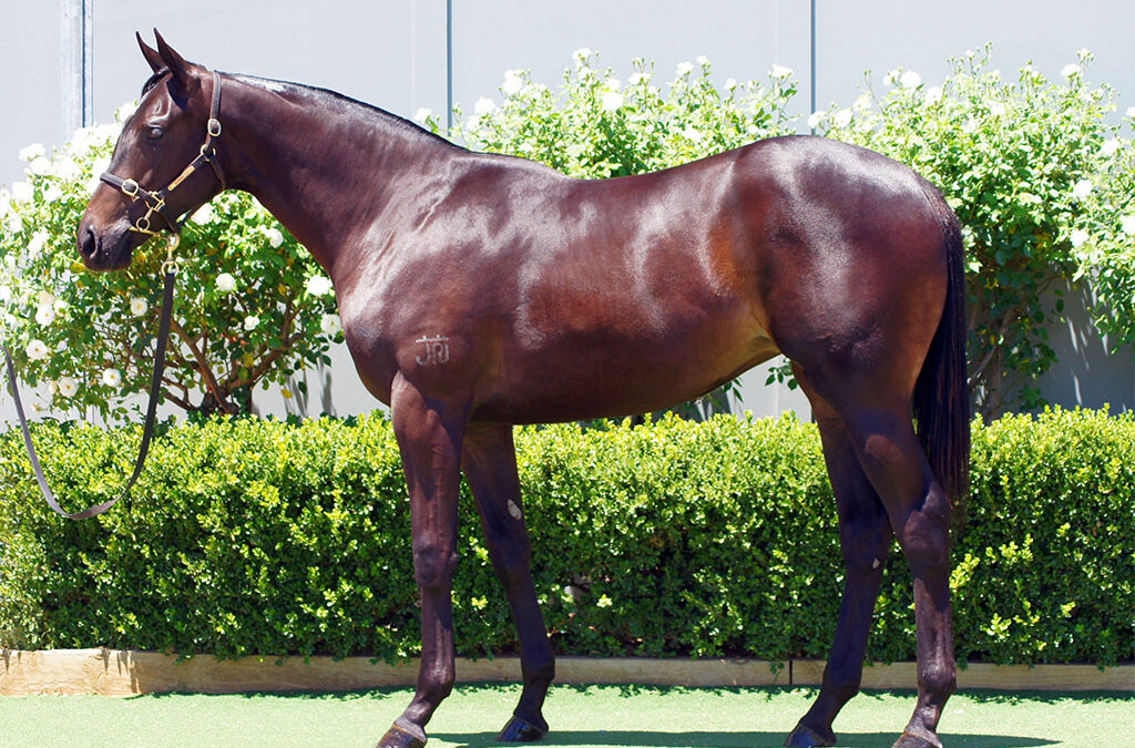 Lot 869: Zousain x Streets Of Suemori filly