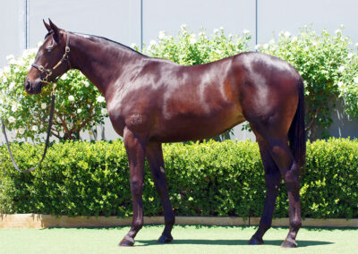 Lot 869: Zousain x Streets Of Suemori filly