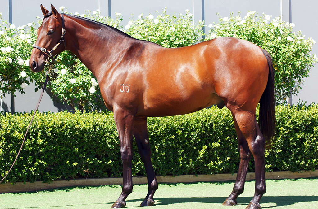 Lot 922: Artorius x True Magic colt