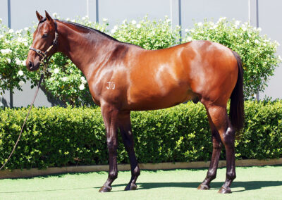 Lot 922: Artorius x True Magic colt