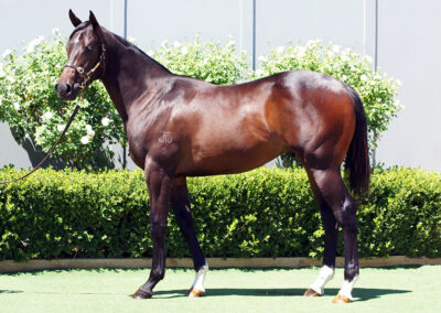 Lot 924: D’Argento x Trust Her colt