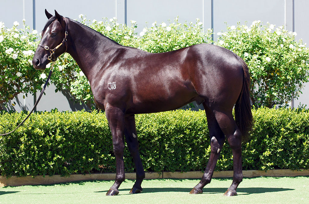 Lot 951: Diatonic (Jpn) x Vida Rose colt