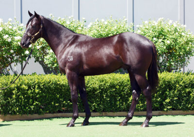 Lot 951: Diatonic (Jpn) x Vida Rose colt