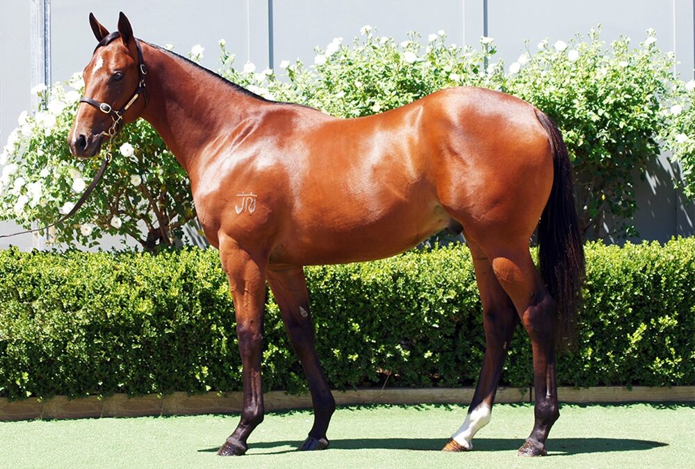 Lot 983: Best Of Bordeaux x Zero Tolerance colt