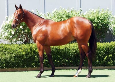 Lot 983: Best Of Bordeaux x Zero Tolerance colt