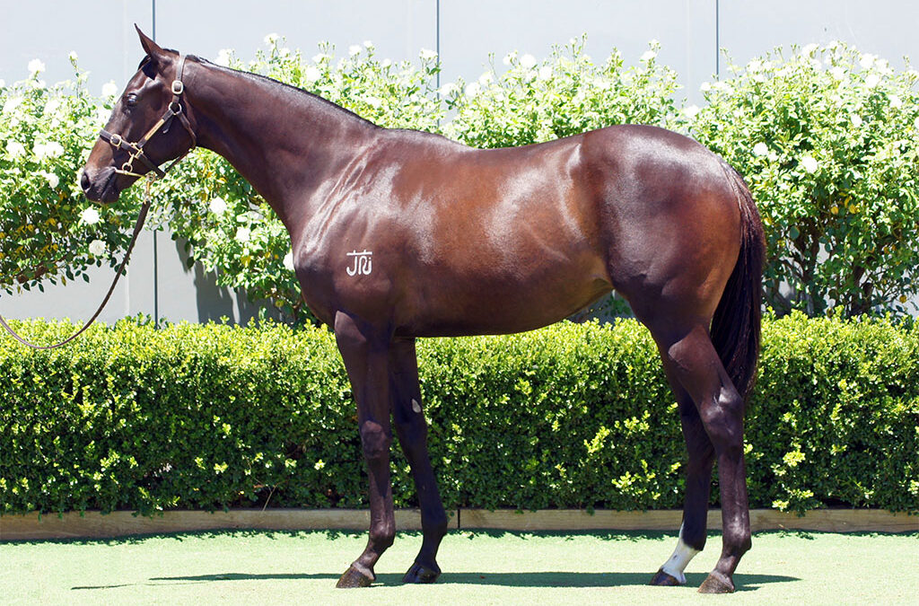 Lot 999: Best Of Bordeaux x Assertin Mischief filly
