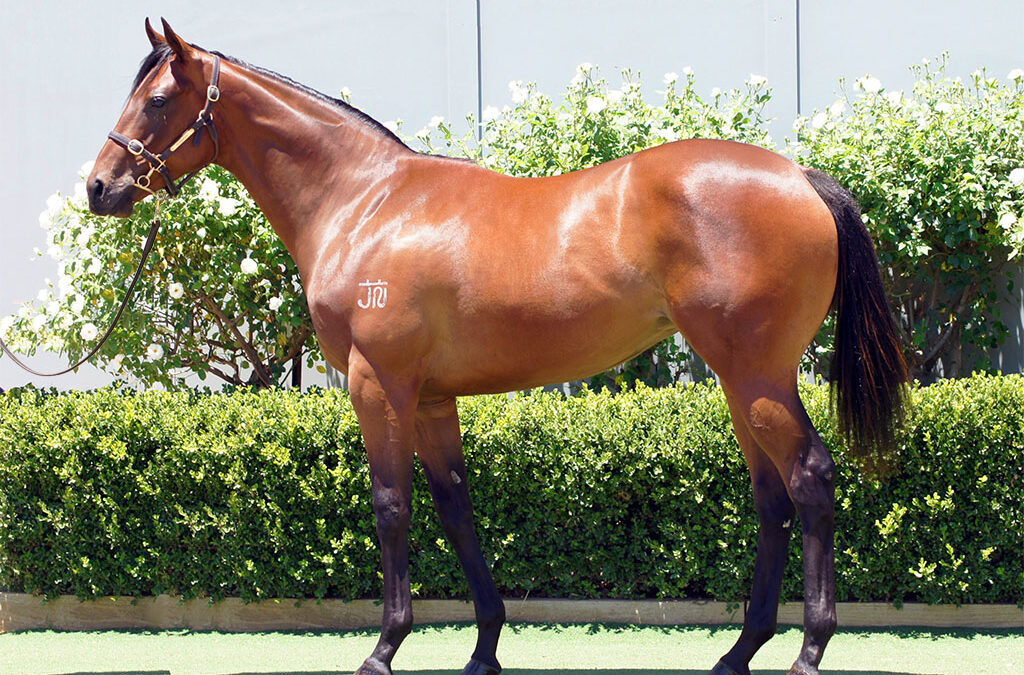 Lot 1037: Best Of Bordeaux x Duchess Marizza filly
