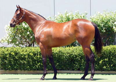 Lot 1037: Best Of Bordeaux x Duchess Marizza filly