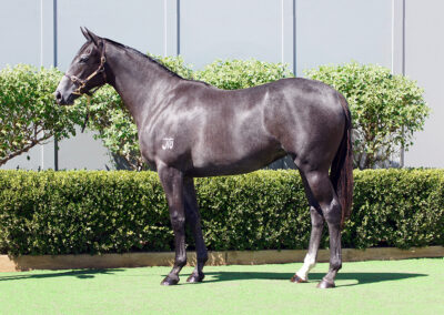 Lot 141: D’Argento x Lionel Left Me filly