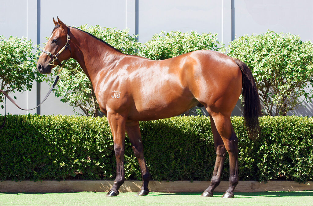 Lot 26: D’Argento x Genie colt