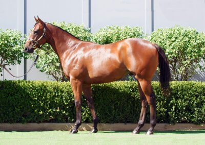 Lot 26: D’Argento x Genie colt