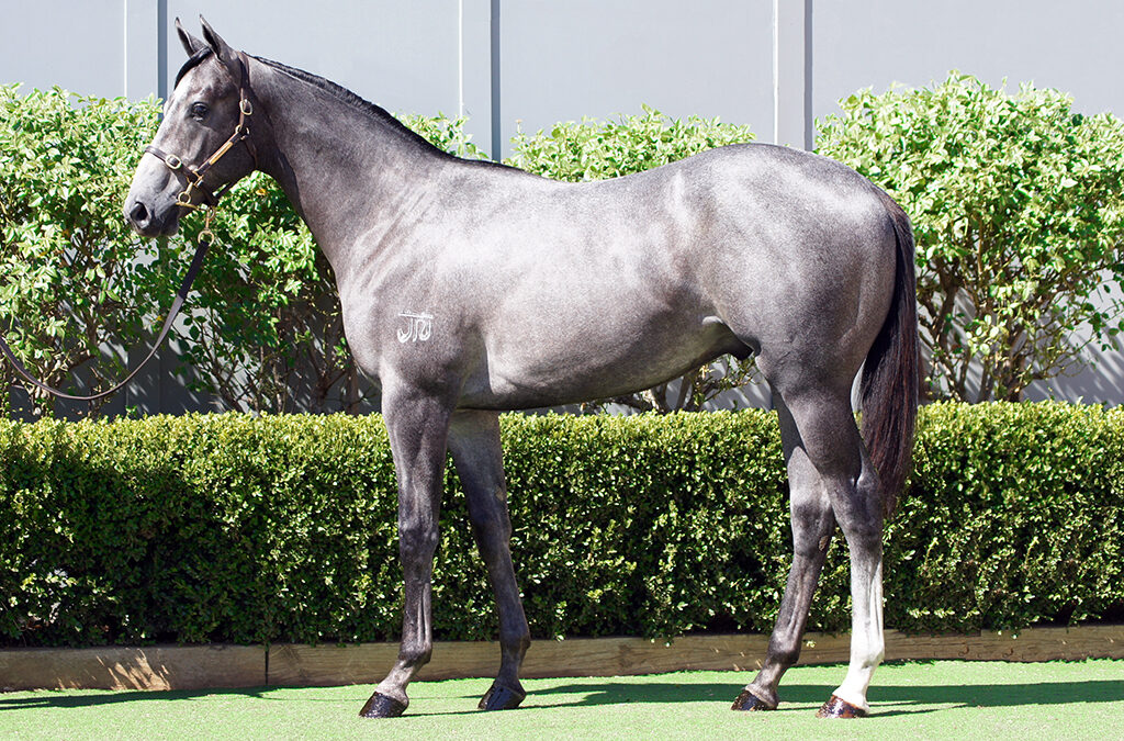 Lot 41: D’Argento x Gobelin colt