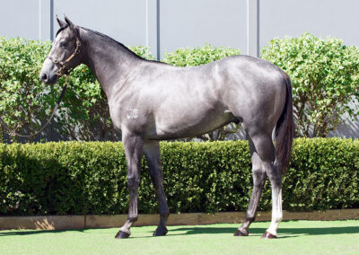 Lot 41: D’Argento x Gobelin colt