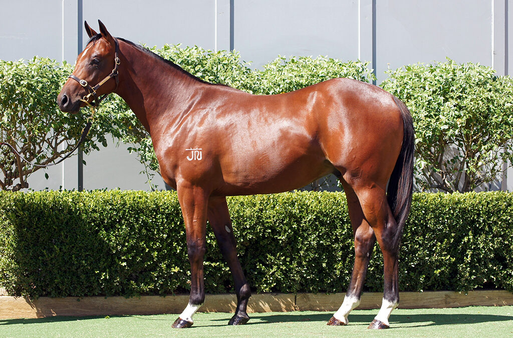 Lot 790: Daumier x Cersei colt