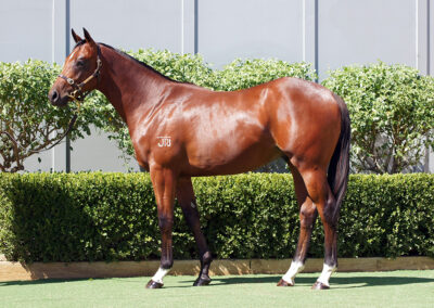 Lot 790: Daumier x Cersei colt