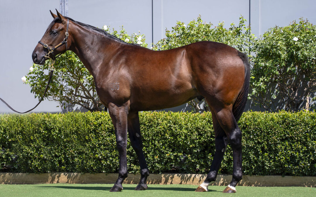 Lot 4: D’Argento x Read My Stars colt