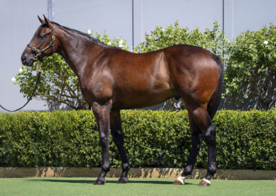 Lot 4: D’Argento x Read My Stars colt