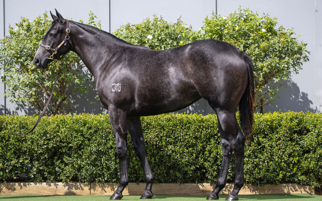 Lot 111: D’Argento x With A Bang filly