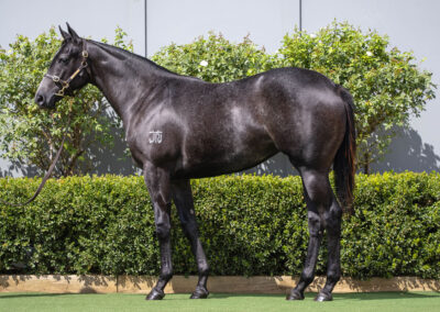 Lot 111: D’Argento x With A Bang filly