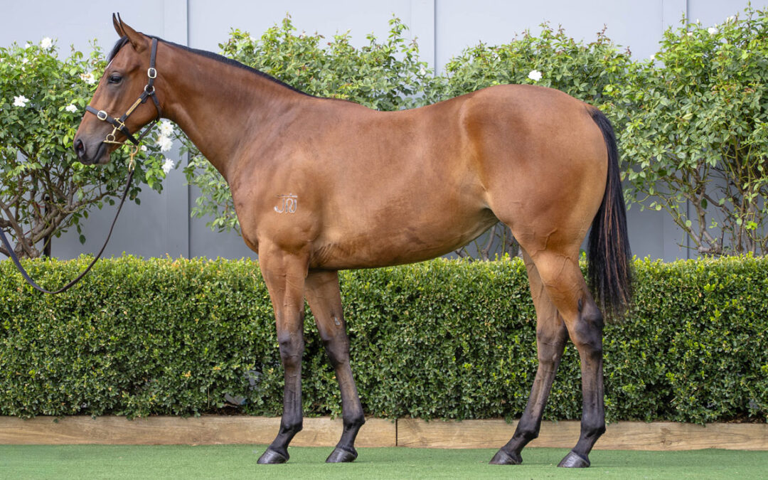 Lot 114: D’Argento x Wrong Bias filly