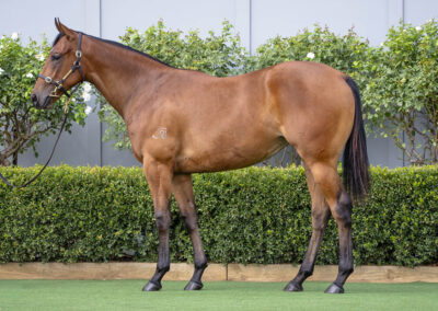 Lot 114: D’Argento x Wrong Bias filly