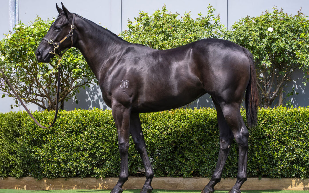 Lott 116: D’Argento x Yasnat filly