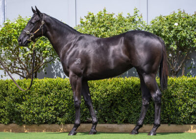 Lott 116: D’Argento x Yasnat filly