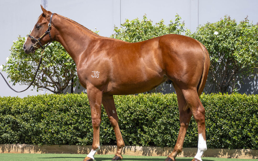 Lot 19: Yes Yes Yes x Rupavari colt
