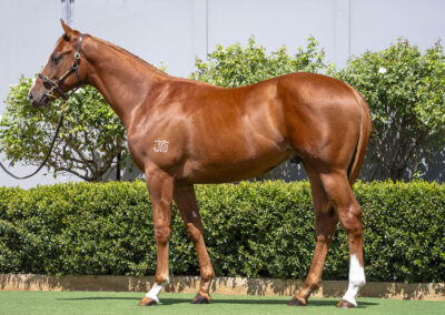 Lot 19: Yes Yes Yes x Rupavari colt