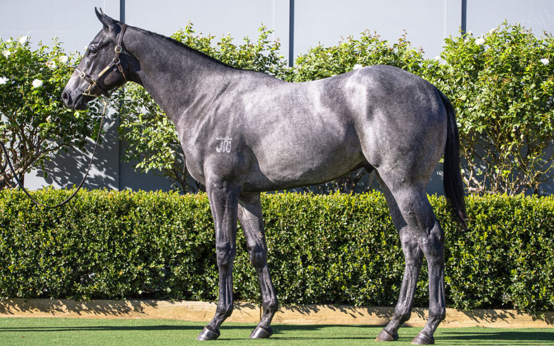 Lot 199: D’Argento x Divine Nature colt