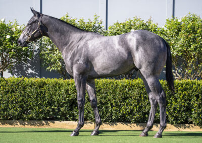 Lot 199: D’Argento x Divine Nature colt