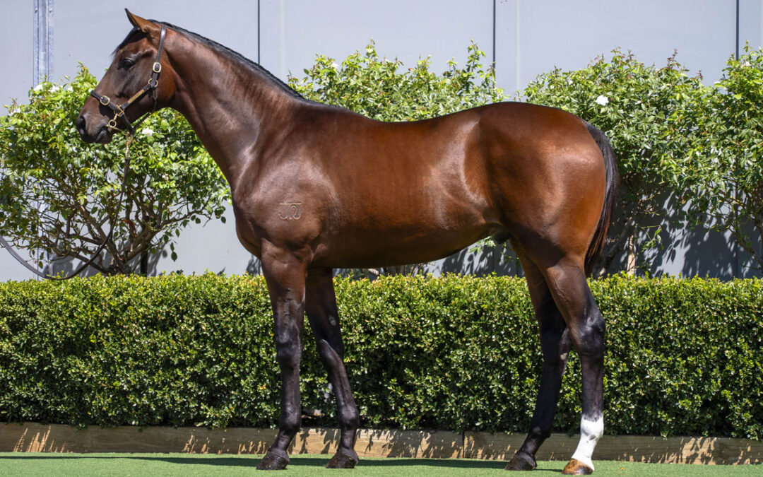 Lot 25: Peltzer x Sarah Elizabeth colt