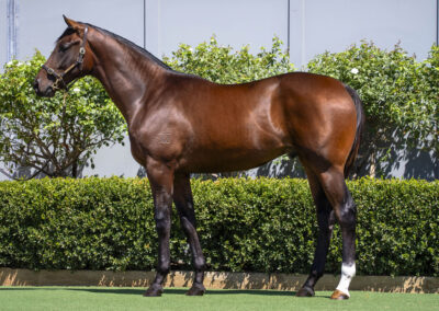 Lot 25: Peltzer x Sarah Elizabeth colt
