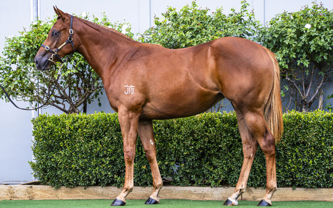 Lot 26: Profiteer x Sarzana filly