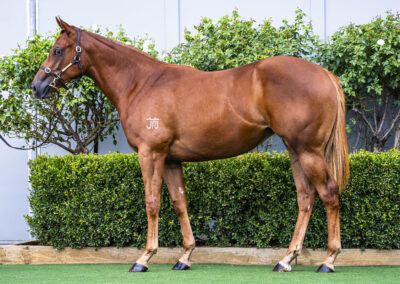 Lot 26: Profiteer x Sarzana filly