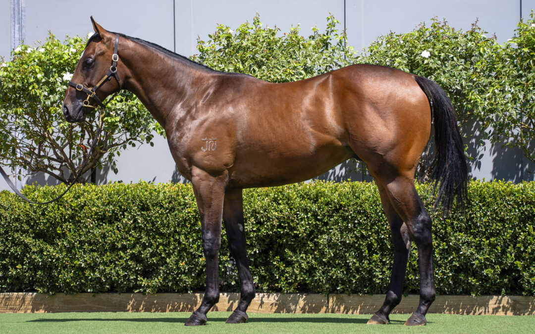 Lot 277: Best Of Bordeaux x I Am Ready colt