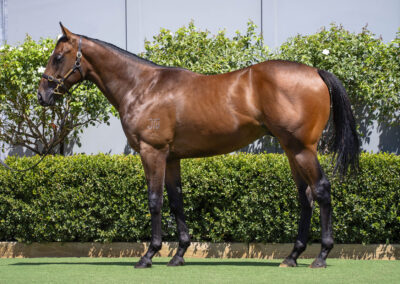 Lot 277: Best Of Bordeaux x I Am Ready colt