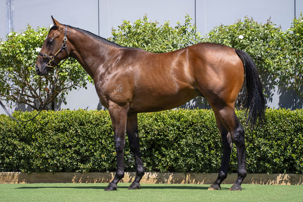 Lot 277 - Best of Bordeaux x I Am Ready - Colt
