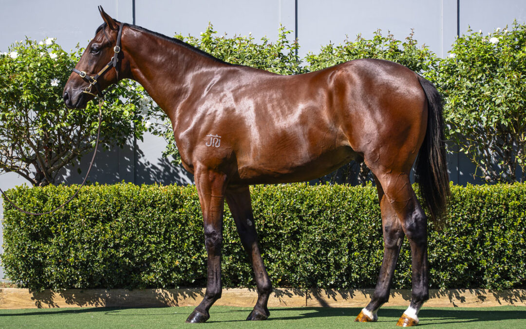 Lot 307: D’Argento x Kristy Lee colt