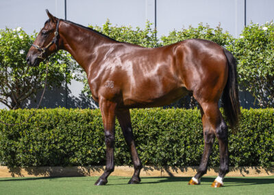 Lot 307: D’Argento x Kristy Lee colt