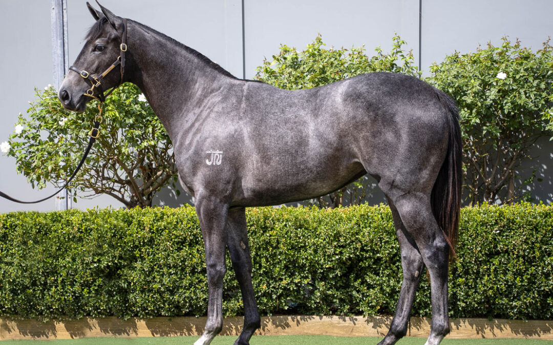 Lot 330: D’Argento x Little Miss Peggy filly