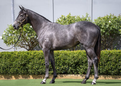 Lot 330: D’Argento x Little Miss Peggy filly
