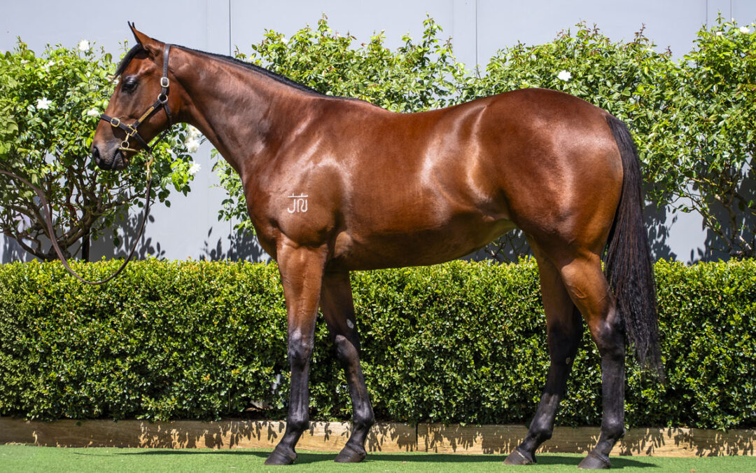 Lot 399: Cool Aza Beel (NZ) x Parmageddon filly