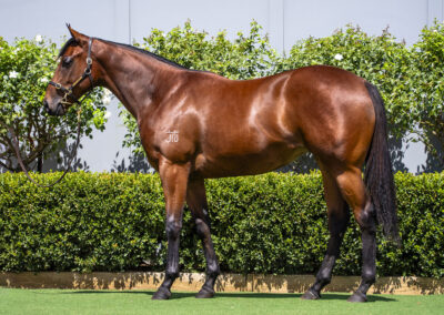 Lot 399: Cool Aza Beel (NZ) x Parmageddon filly