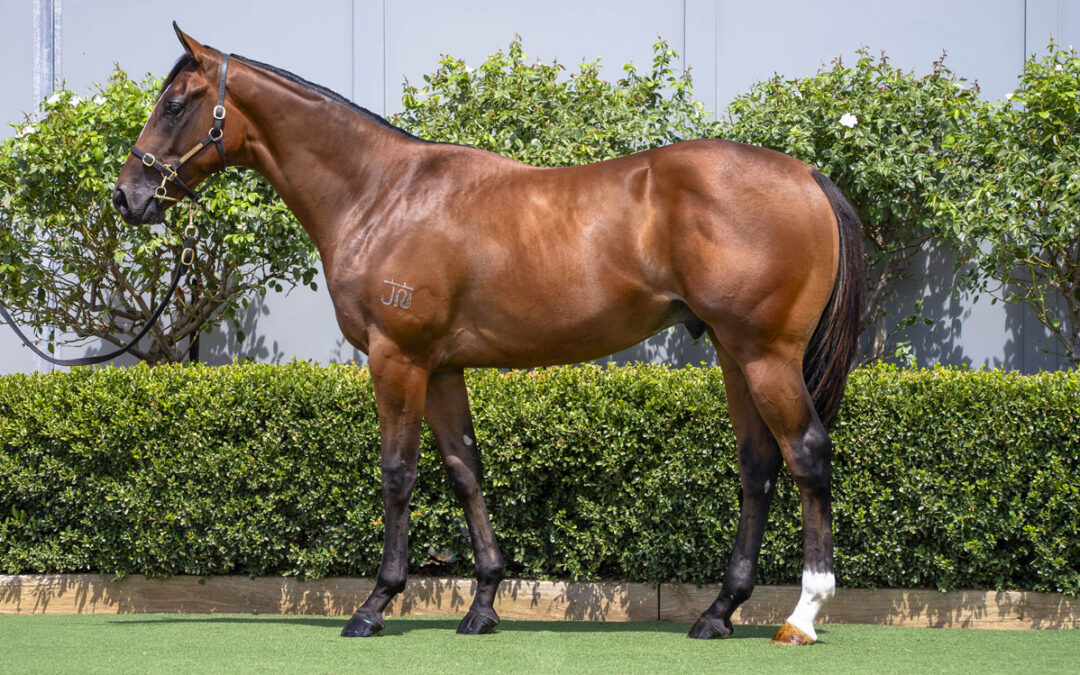 Lot 42: Peltzer x Sienna Blaze colt