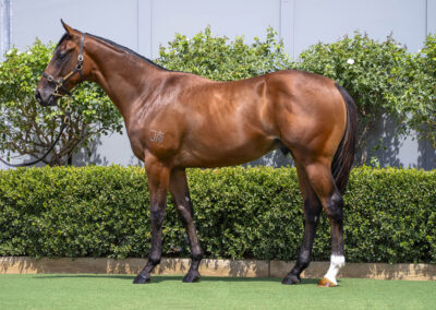 Lot 42: Peltzer x Sienna Blaze colt