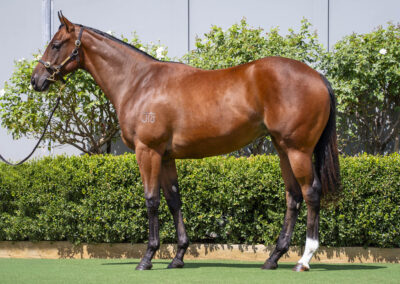 Lot 49: Best Of Bordeaux x Snow White filly